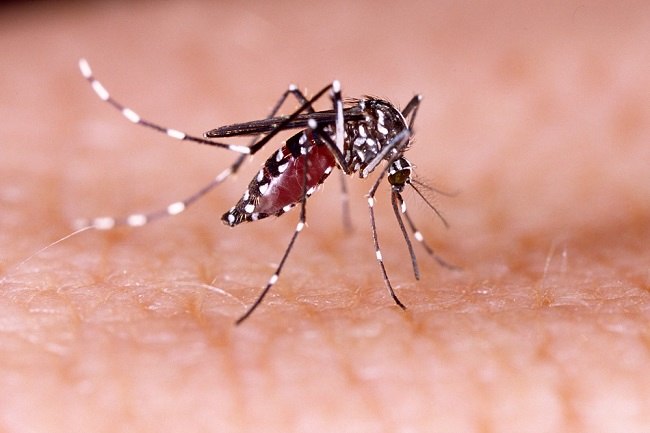 Kenali Jenis-Jenis Nyamuk Yang Berbahaya Dan Mengancam Nyawa Manusia